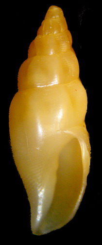 Aphanitoma mariottinii